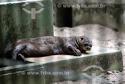  Giant otter (Pteronura brasiliensis) - Bosque da Ciência (Science Woods) - National Institute of Amazonian Research (INPA)  - Manaus city - Amazonas state (AM) - Brazil