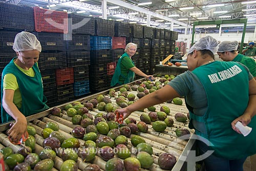  Cleaning mangoes for export - Packing House - Nilo Coelho Project - São Francisco Valley  - Petrolina city - Pernambuco state (PE) - Brazil