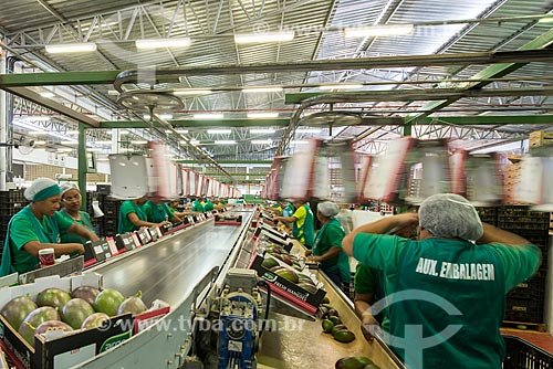  Packaging mangoes for export - Packing House - Nilo Coelho Project - São Francisco Valley  - Petrolina city - Pernambuco state (PE) - Brazil