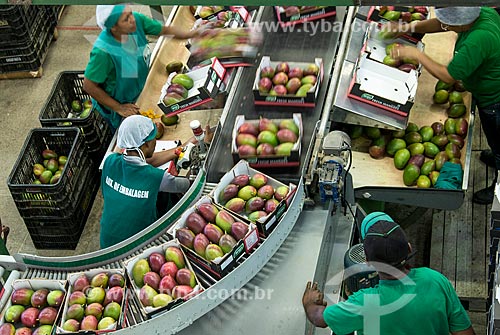  Selection and packaging mangoes for export - Packing House - Nilo Coelho Project - São Francisco Valley  - Petrolina city - Pernambuco state (PE) - Brazil