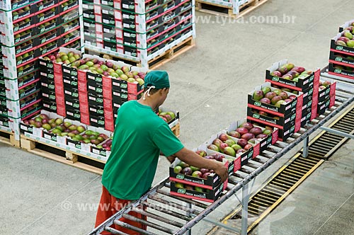  Stacking mango boxes for export - Packing House - Nilo Coelho Project - São Francisco Valley  - Petrolina city - Pernambuco state (PE) - Brazil