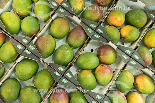  Mango boxes for export - Packing House - Nilo Coelho Project - São Francisco Valley  - Petrolina city - Pernambuco state (PE) - Brazil