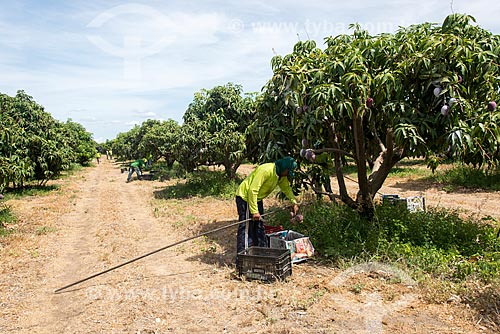  Mango harvest - Nilo Coelho Project - São Francisco Valley  - Petrolina city - Pernambuco state (PE) - Brazil
