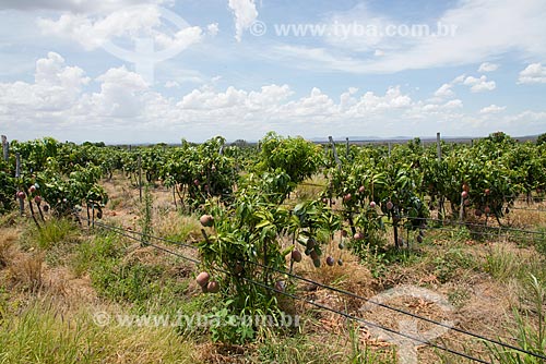  Orchard of mango with sprinkler irrigation - Sao Francisco Valley  - Petrolina city - Pernambuco state (PE) - Brazil