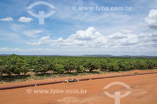  Orchard of mango - Nilo Coelho Project - Sao Francisco Valley  - Petrolina city - Pernambuco state (PE) - Brazil