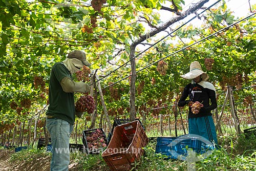  Red grape harvest - Nilo Coelho Project - Sao Francisco Valley  - Petrolina city - Pernambuco state (PE) - Brazil