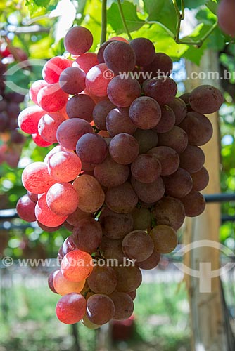  Bunch of red grape - Nilo Coelho Project - Sao Francisco Valley  - Petrolina city - Pernambuco state (PE) - Brazil
