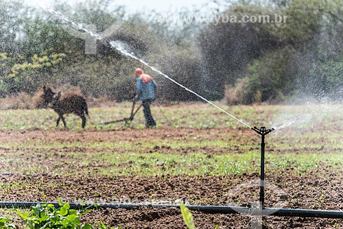 Sprinkler irrigation system - Nilo Coelho Project - Sao Francisco Valley  - Petrolina city - Pernambuco state (PE) - Brazil