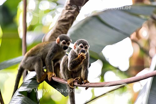  Common squirrel monkey (Saimiri sciureus) - Bosque da Ciência (Science Woods) - National Institute of Amazonian Research (INPA)  - Manaus city - Amazonas state (AM) - Brazil
