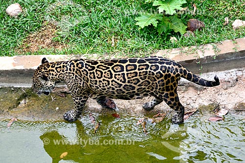  Jaguar (Panthera onca) - Zoological of the Jungle Warfare Training Center  - Manaus city - Amazonas state (AM) - Brazil