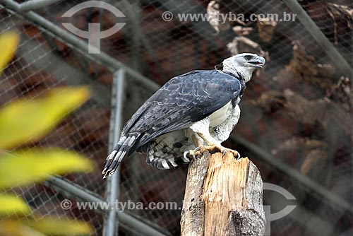  Harpy Eagle (Harpia harpyja) - Zoological of the Jungle Warfare Training Center  - Manaus city - Amazonas state (AM) - Brazil
