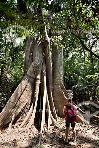  Tourist observing Kapok tree (Ceiba pentandra) - Janauari Lake Ecological Park  - Iranduba city - Amazonas state (AM) - Brazil