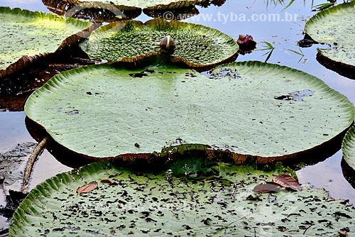  Victoria regias (Victoria amazonica) - also known as Amazon Water Lily or Giant Water Lily - Janauari Lake Ecological Park  - Iranduba city - Amazonas state (AM) - Brazil