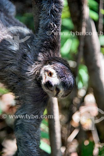  Sloth - Janauari Lake Ecological Park  - Iranduba city - Amazonas state (AM) - Brazil