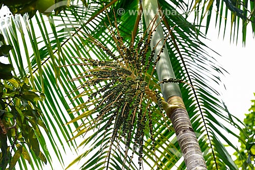  Acai palm on the banks of the Negro River  - Manaus city - Amazonas state (AM) - Brazil