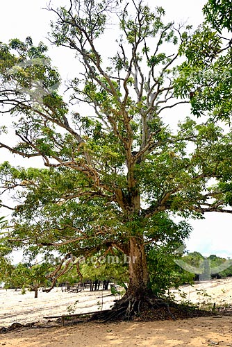  Mango tree (Mangifera indica L) on the banks of the Negro River  - Manaus city - Amazonas state (AM) - Brazil
