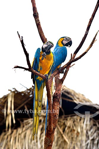 Couple of the Blue-and-yellow Macaw (Ara ararauna) - also known as the Blue-and-gold Macaw -   - Manaus city - Amazonas state (AM) - Brazil