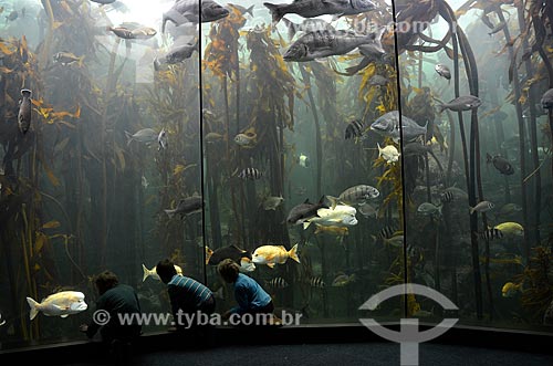  Children - Kelp Forest Exhibit gallery - Two Oceans Aquarium  - Cape Town city - Western Cape province - South Africa