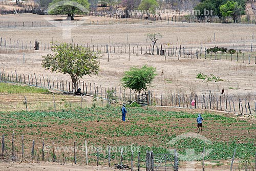  Small bean farm on the banks of the channell of the transposition of the Sao Francisco River  - Cabrobo city - Pernambuco state (PE) - Brazil