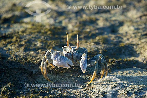  Crab - Quirimbas Archipelago  - Cabo Delgado province - Mozambique