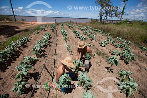 Kale harvest in lowland plantation  - Iranduba city - Amazonas state (AM) - Brazil