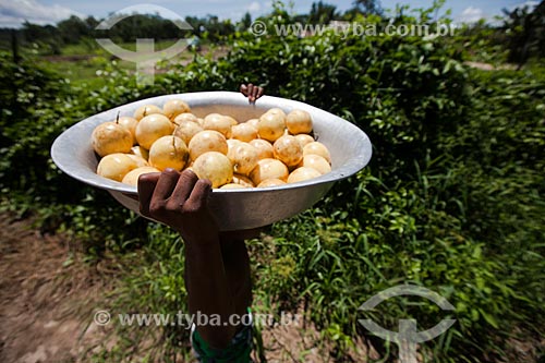  Passion fruit harvest in lowland plantation  - Iranduba city - Amazonas state (AM) - Brazil