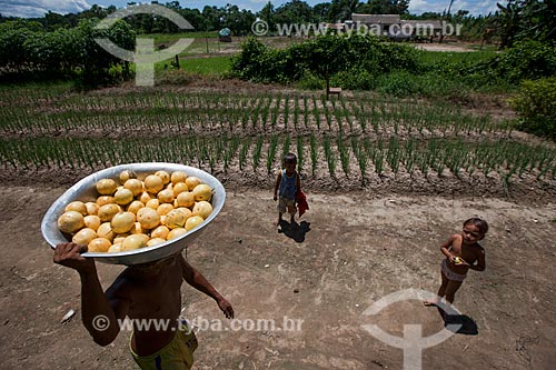  Passion fruit harvest in lowland plantation  - Iranduba city - Amazonas state (AM) - Brazil