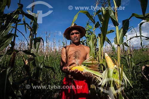  Corn harvest in lowland plantation of Amazonas River  - Iranduba city - Amazonas state (AM) - Brazil