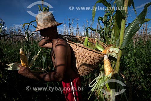  Corn harvest in lowland plantation of Amazonas River  - Iranduba city - Amazonas state (AM) - Brazil