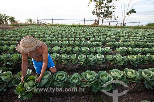  Cabbage harvest in lowland plantation  - Iranduba city - Amazonas state (AM) - Brazil