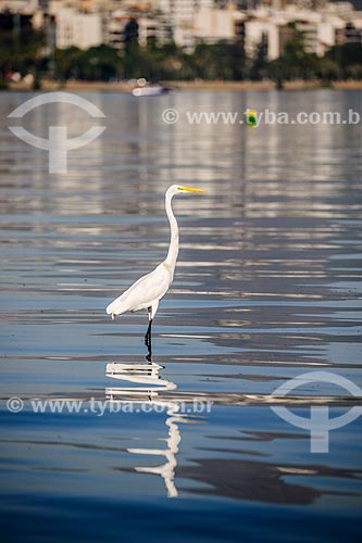  Great egret (Ardea alba) - Rodrigo de Freitas Lagoon  - Rio de Janeiro city - Rio de Janeiro state (RJ) - Brazil