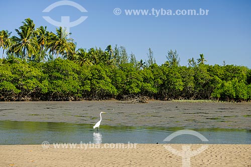  Great egret (Ardea alba) - Restinga Marambaia - the area protected by the Navy of Brazil  - Rio de Janeiro city - Rio de Janeiro state (RJ) - Brazil