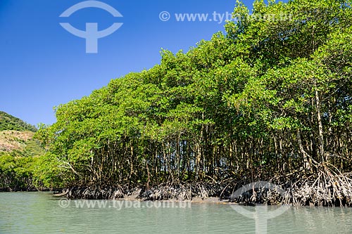  Mangroves of the Restinga Marambaia - the area protected by the Navy of Brazil  - Rio de Janeiro city - Rio de Janeiro state (RJ) - Brazil