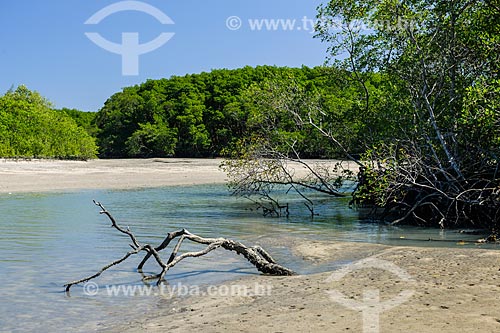  Mangroves of the Restinga Marambaia - the area protected by the Navy of Brazil  - Rio de Janeiro city - Rio de Janeiro state (RJ) - Brazil