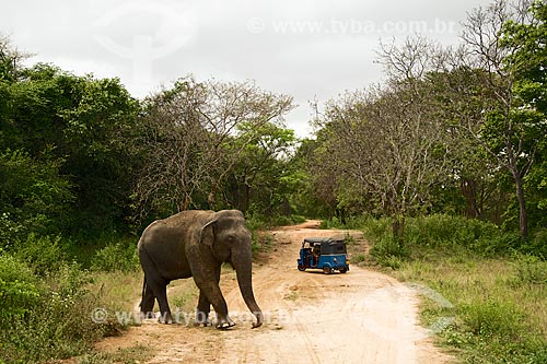 Elephant and auto rickshaw - region of the ancient Sinhala Empire  - Sri Lanka