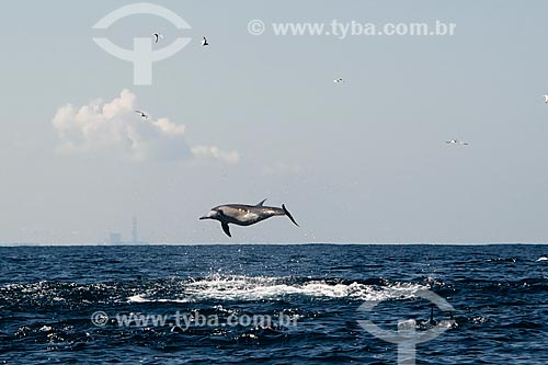  Common bottlenose dolphin (Tursiops truncatus) jumping - Sri Lanka waterfront  - Sri Lanka