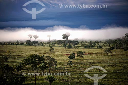  Chestnuts tree (castanea sativa) between fog - Amazon Rainforest  - Acre state (AC) - Brazil
