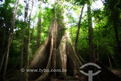  Detail of trunk of a Giant Kapok tree (Ceiba pentandra) - Amazon Rainforest  - Acre state (AC) - Brazil