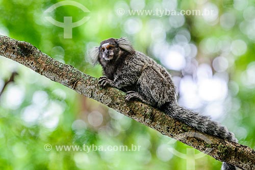  Detail of black-tufted marmoset (Callithrix penicillata) - Claudio Coutinho Track  - Rio de Janeiro city - Rio de Janeiro state (RJ) - Brazil