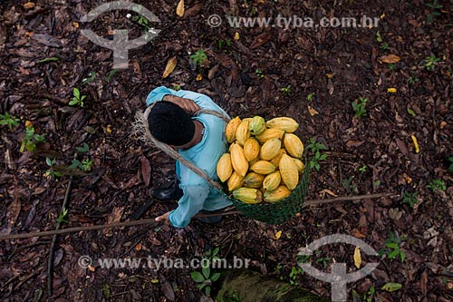  Farmer during the native cacao harvest - Madeira River region  - Amazonas state (AM) - Brazil