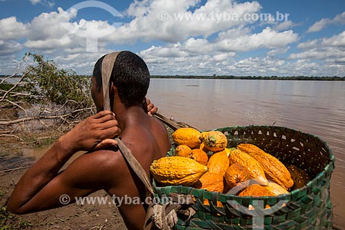  Rural worker carrying native cacao - Madeira River region  - Novo Aripuana city - Amazonas state (AM) - Brazil