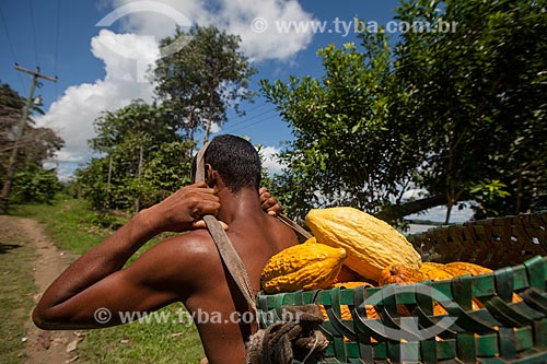  Rural worker carrying native cacao - Madeira River region  - Novo Aripuana city - Amazonas state (AM) - Brazil
