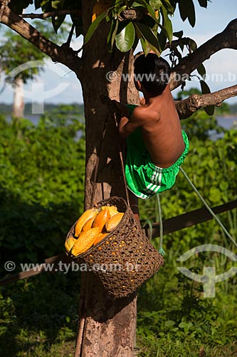  Boy - cocoa tree (Theobroma cacao) during harvest of native cacao - Madeira River region  - Novo Aripuana city - Amazonas state (AM) - Brazil