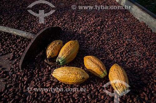  Native cacao drying - Madeira River region  - Amazonas state (AM) - Brazil