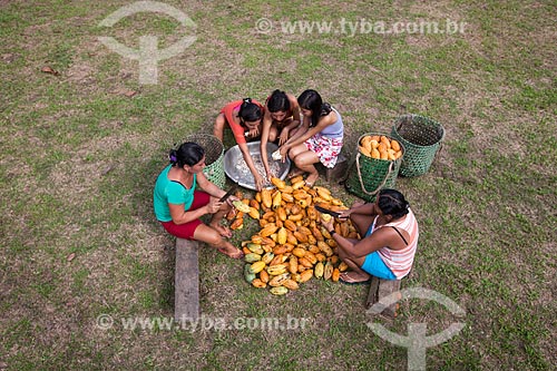  Women breaking native cacao - Madeira River region  - Novo Aripuana city - Amazonas state (AM) - Brazil