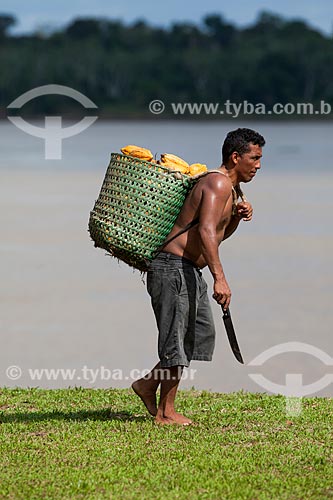  Rural worker carrying native cacao - Madeira River region during harvest  - Novo Aripuana city - Amazonas state (AM) - Brazil