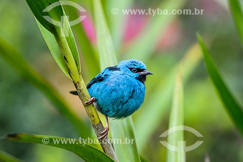  Detail of Blue dacnis  (Dacnis cayana) - also known as Turquoise honeycreeper - Serrinha do Alambari Environmental Protection Area  - Resende city - Rio de Janeiro state (RJ) - Brazil