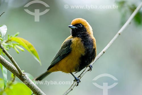  Detail of burnished-buff tanager (Tangara cayana) - also known as Rufous-crowned tanager - Serrinha do Alambari Environmental Protection Area  - Resende city - Rio de Janeiro state (RJ) - Brazil