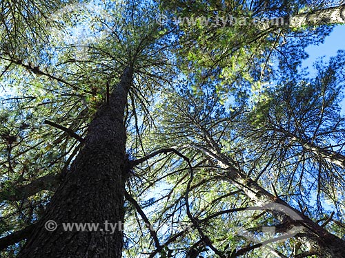  Pine tree forest  - Canela city - Rio Grande do Sul state (RS) - Brazil
