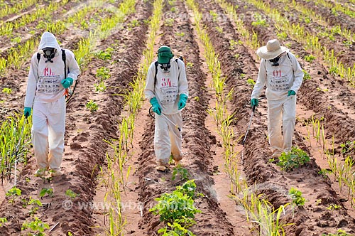  Pesticide application - sugarcane plantation  - Planalto city - Sao Paulo state (SP) - Brazil